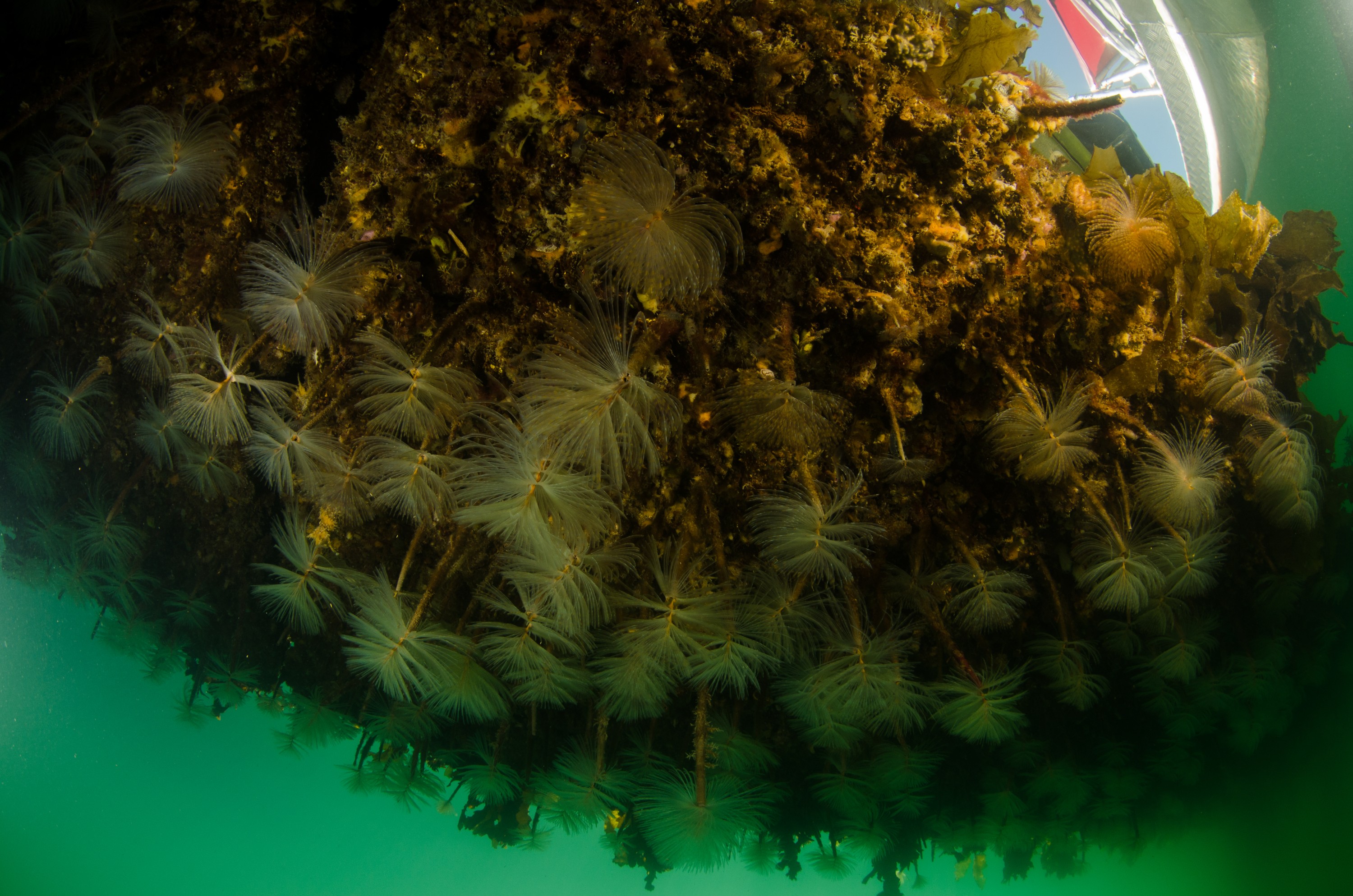 DSC_3031 – Mediterranean, fanworm, Sabella, spallanzanii, marine, pest, Auckland, underwater, crispin, nz, new, zealand, new zealand, fan, worm, marine, pest, invasive, Biosecurity